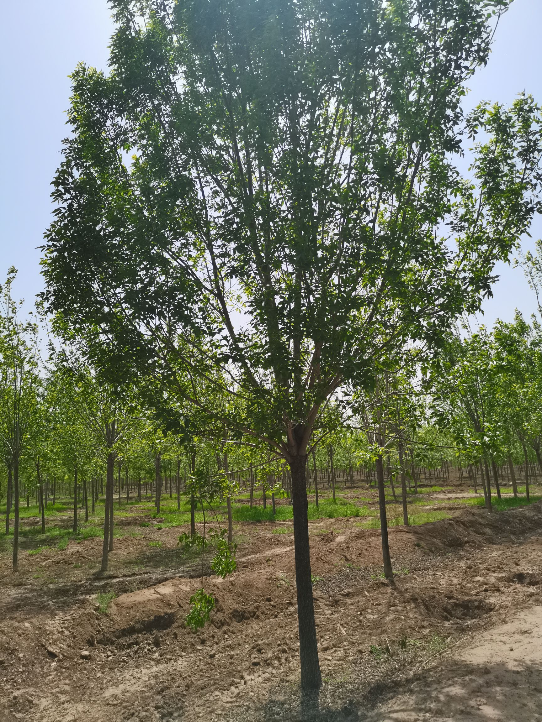 速生白蜡  白蜡基地欢迎您，2一30公分，量大，1一3级树应有尽有。