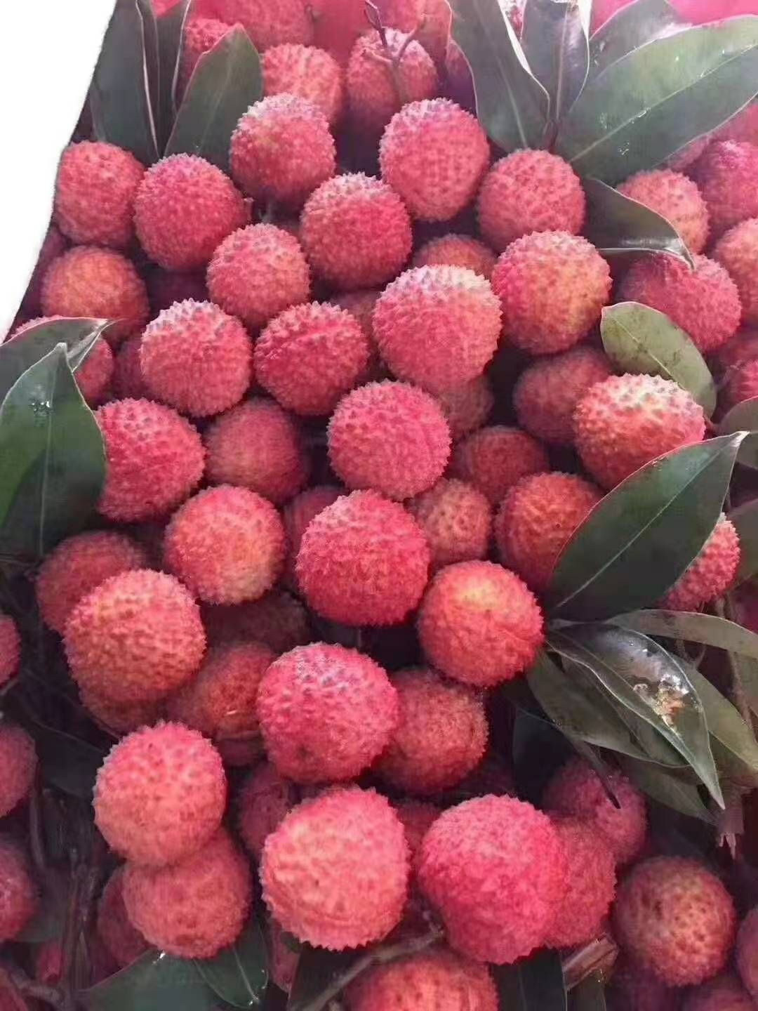 地头通货产地:广西壮族自治区北海市铁山港区品种名:桂味荔枝商品属性