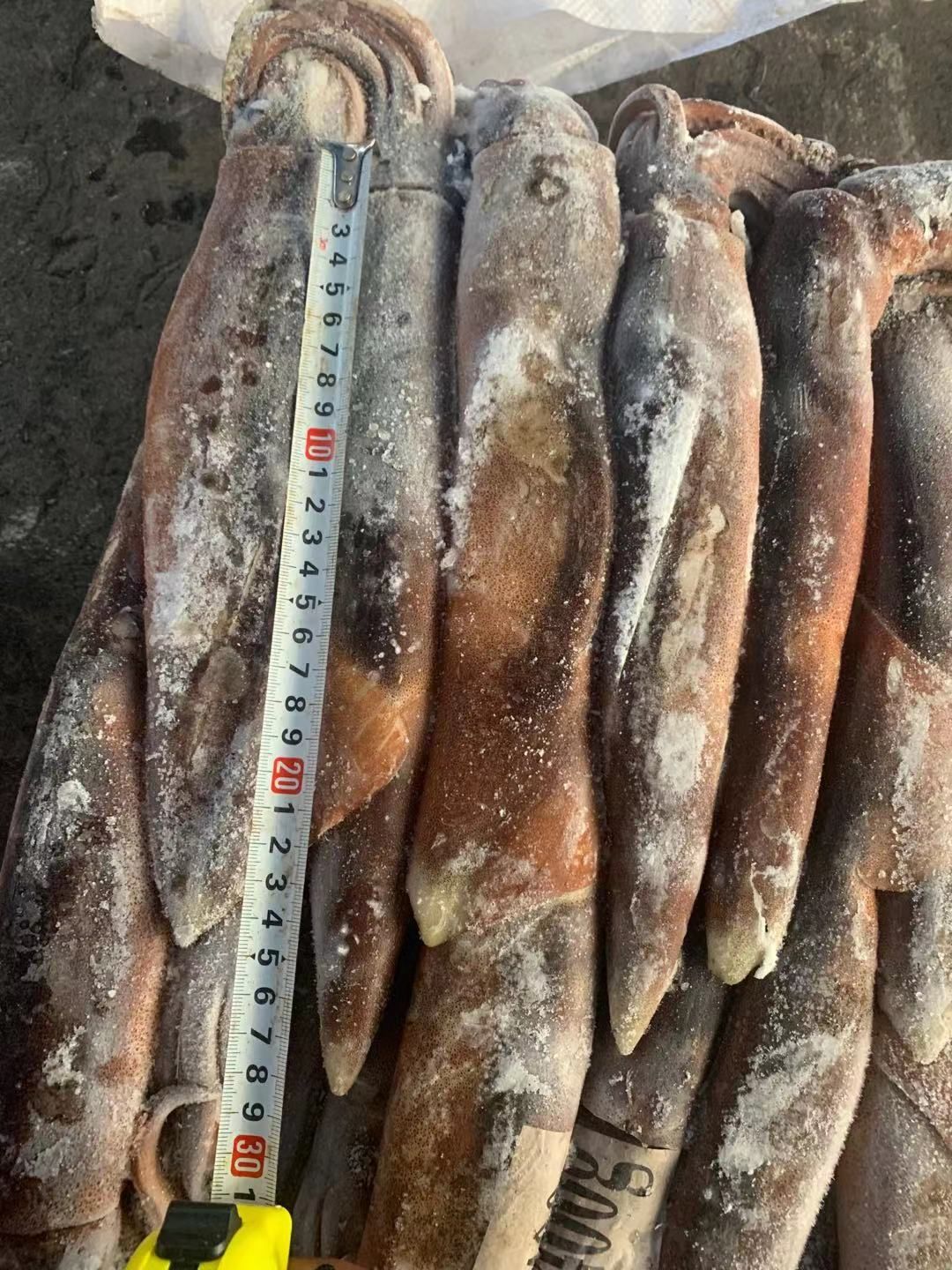  鱿鱼 船冻鱿鱼 阿根廷鱿鱼 300-400g/条