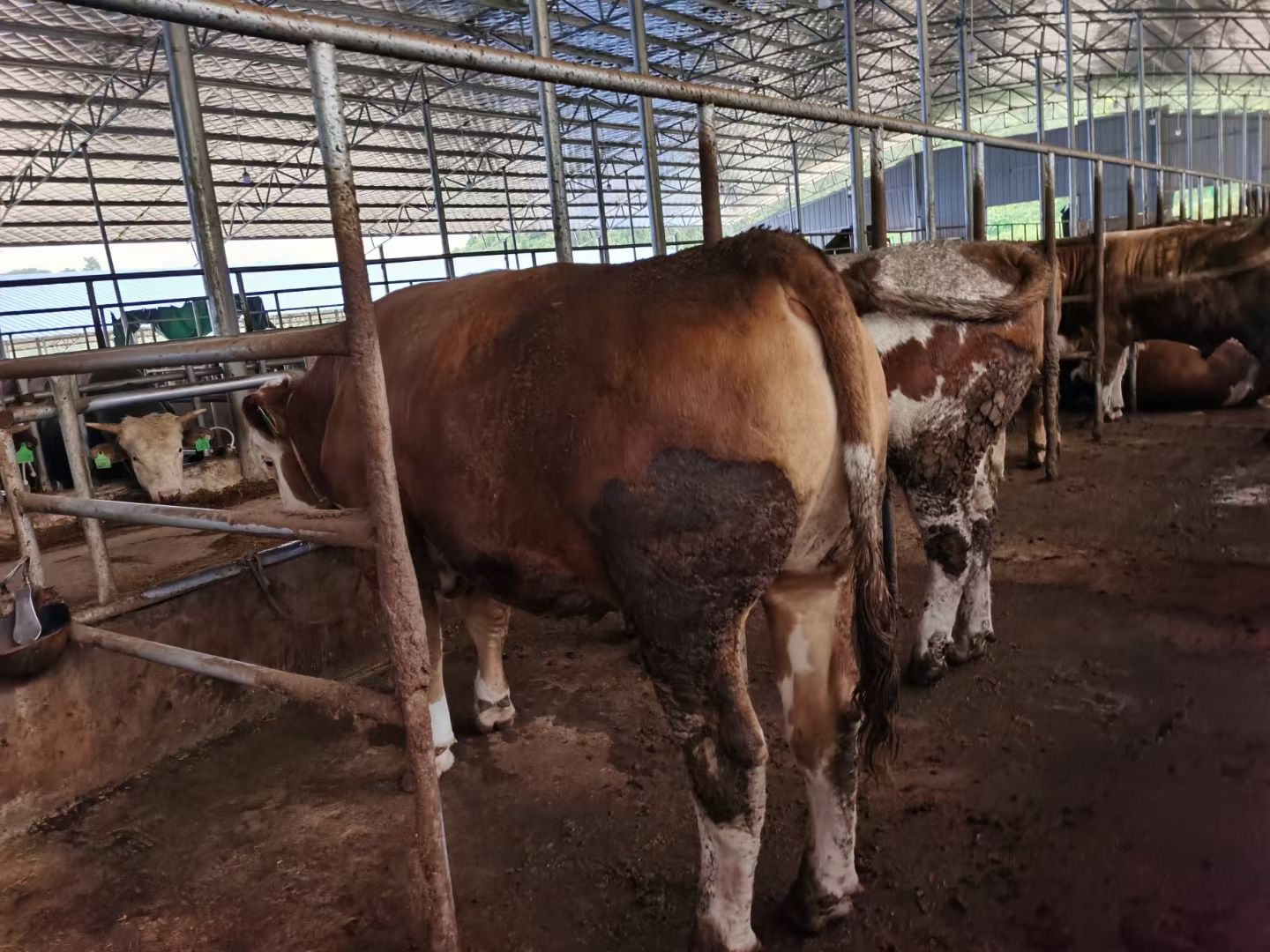 长年出售西门塔尔牛，肉牛犊，价格便宜免费送货欢迎大家选购好牛