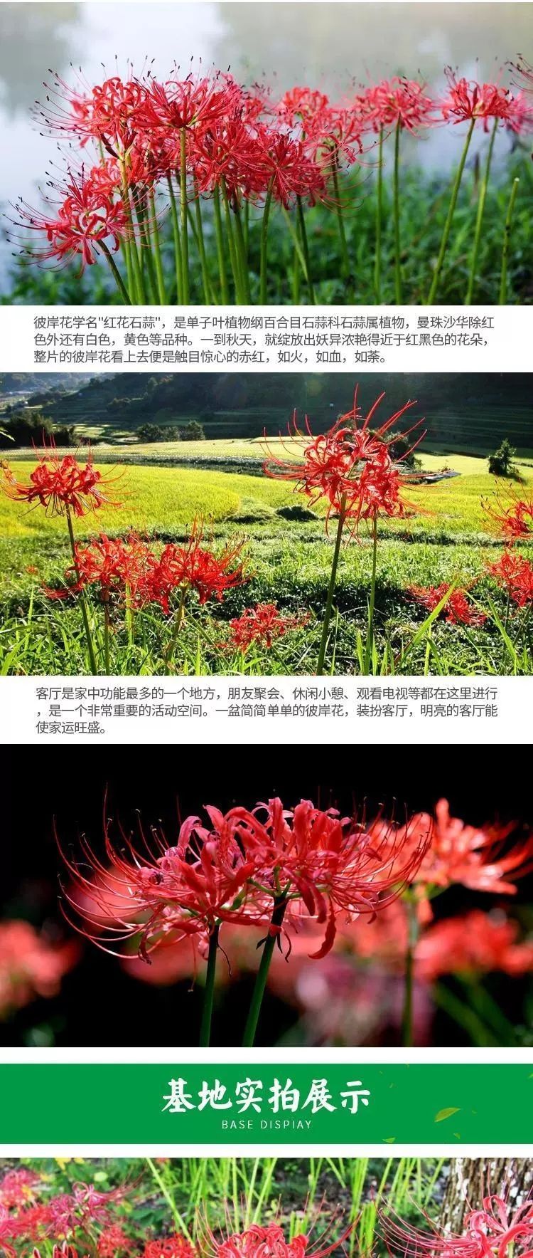 石蒜种子  彼岸花种子曼珠沙华绿植盆栽彼岸花种球石蒜花室内室