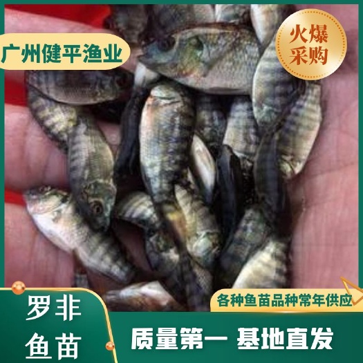 广州新吉富罗非鱼苗 水花苗 全雄性 抗病能力强