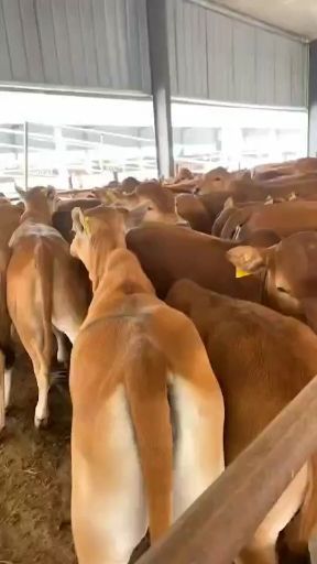 长年出售西门塔尔牛，肉牛犊，价格便宜免费送货欢迎大家选购好牛