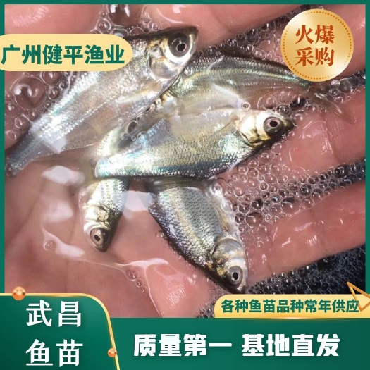 广州团头鲂  武昌鱼苗 沙鳊鱼苗 （武昌水花苗）