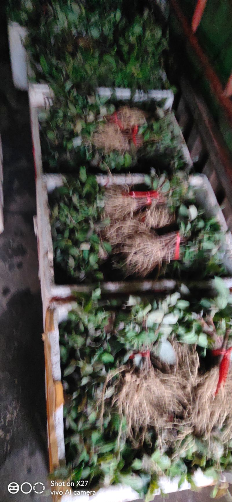  金银花苗（湘蕾5号扦插苗）