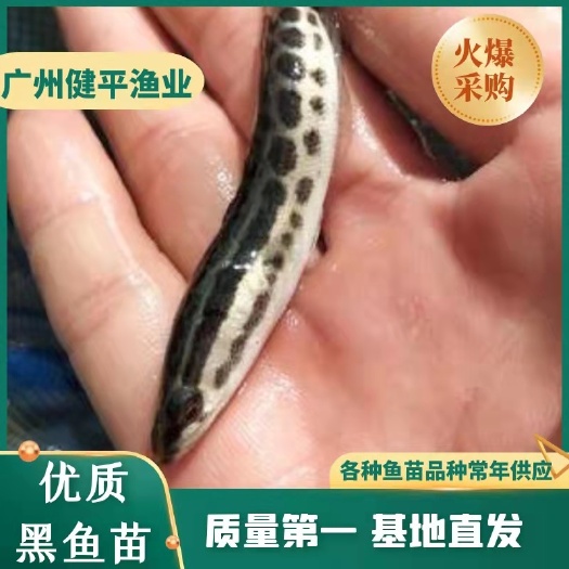 广州乌鳢苗  生鱼苗 黑鱼苗 斑鱼苗 （水花苗）