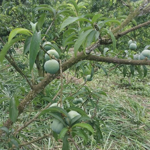 柳州 蜂糖李