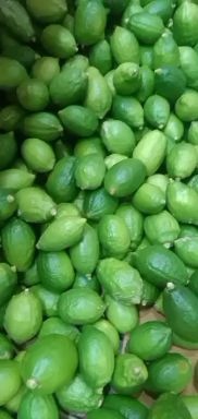 湛江特级果 无籽 香水柠檬