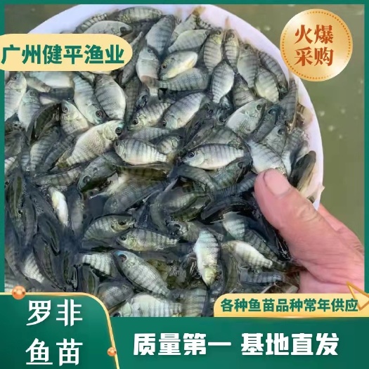 广州罗非鱼苗  新品上市海南一号 全雄性 规格均匀 苗种健康