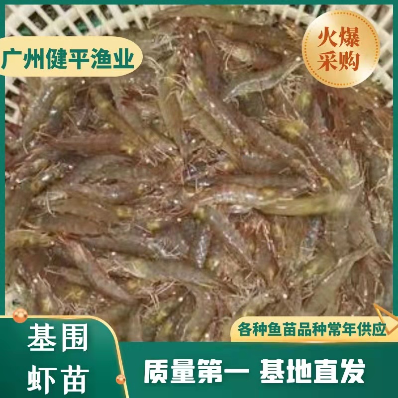 沙虾苗 基围虾苗