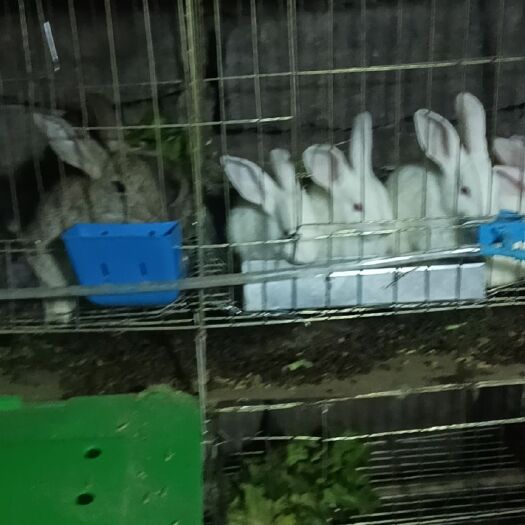 重庆市 比利时新西兰肉兔幼兔