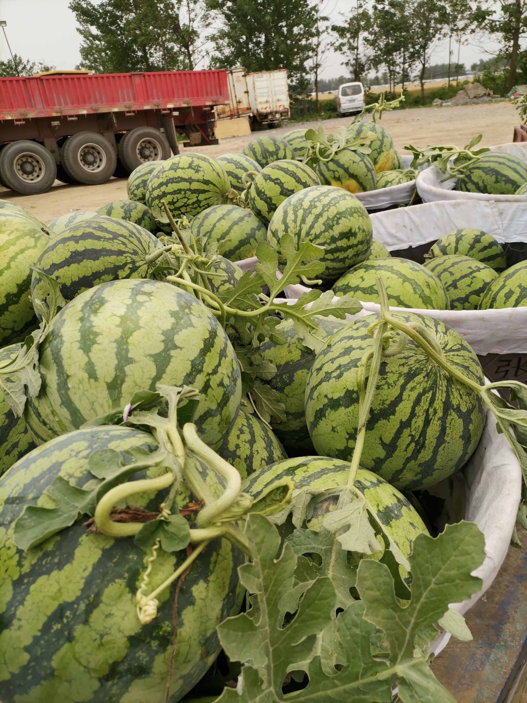 8424西瓜 河南省周口市沈丘县 1茬 地头通货