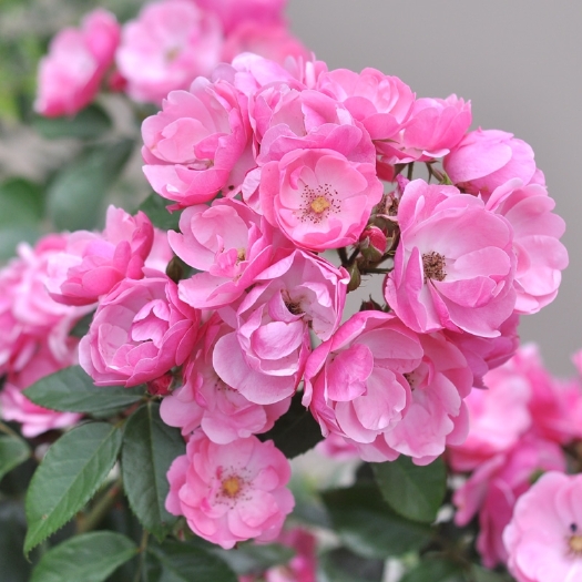 安吉拉藤本月季花苗庭院爬藤花園植物花卉薔薇四季開花玫瑰易成活