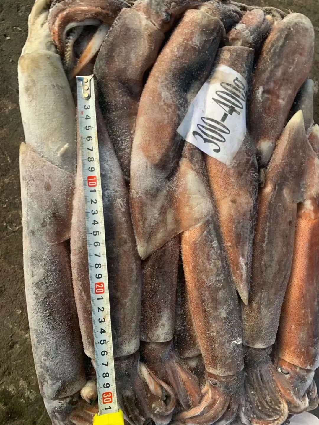  鱿鱼 船冻鱿鱼 阿根廷鱿鱼 300-400g/条