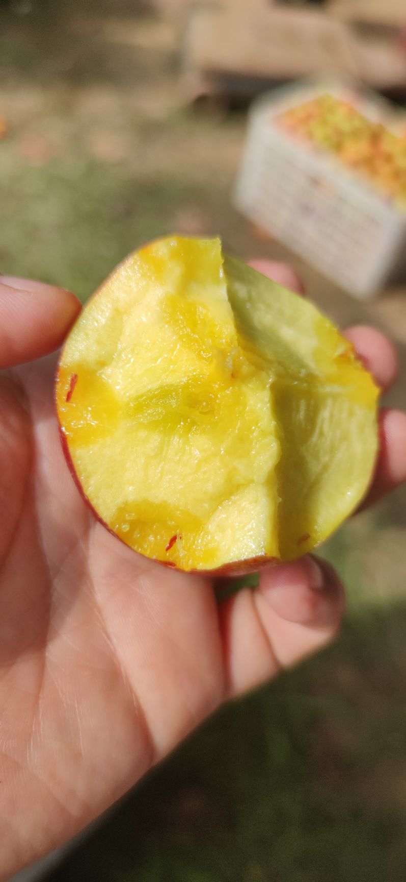 黄油桃 湖北随州黄肉油桃一件包邮