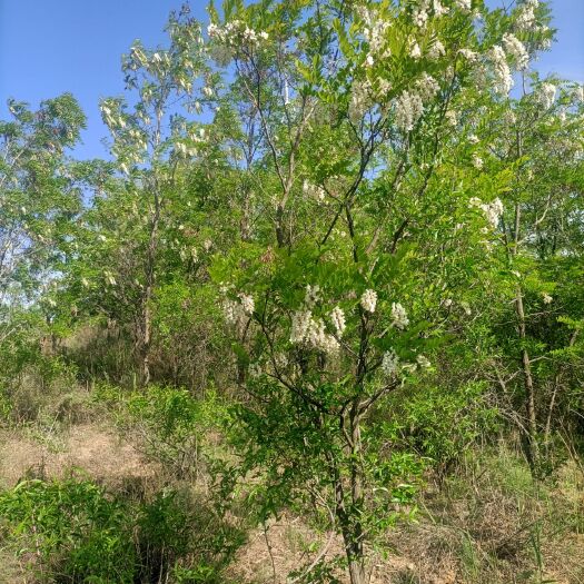 吴起县 延安水白槐花蜜