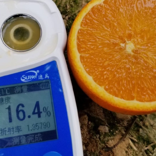 秭归县湖北秭归伦晚脐橙，又名脐橙之皇，口感纯甜，水份充足，入口化渣