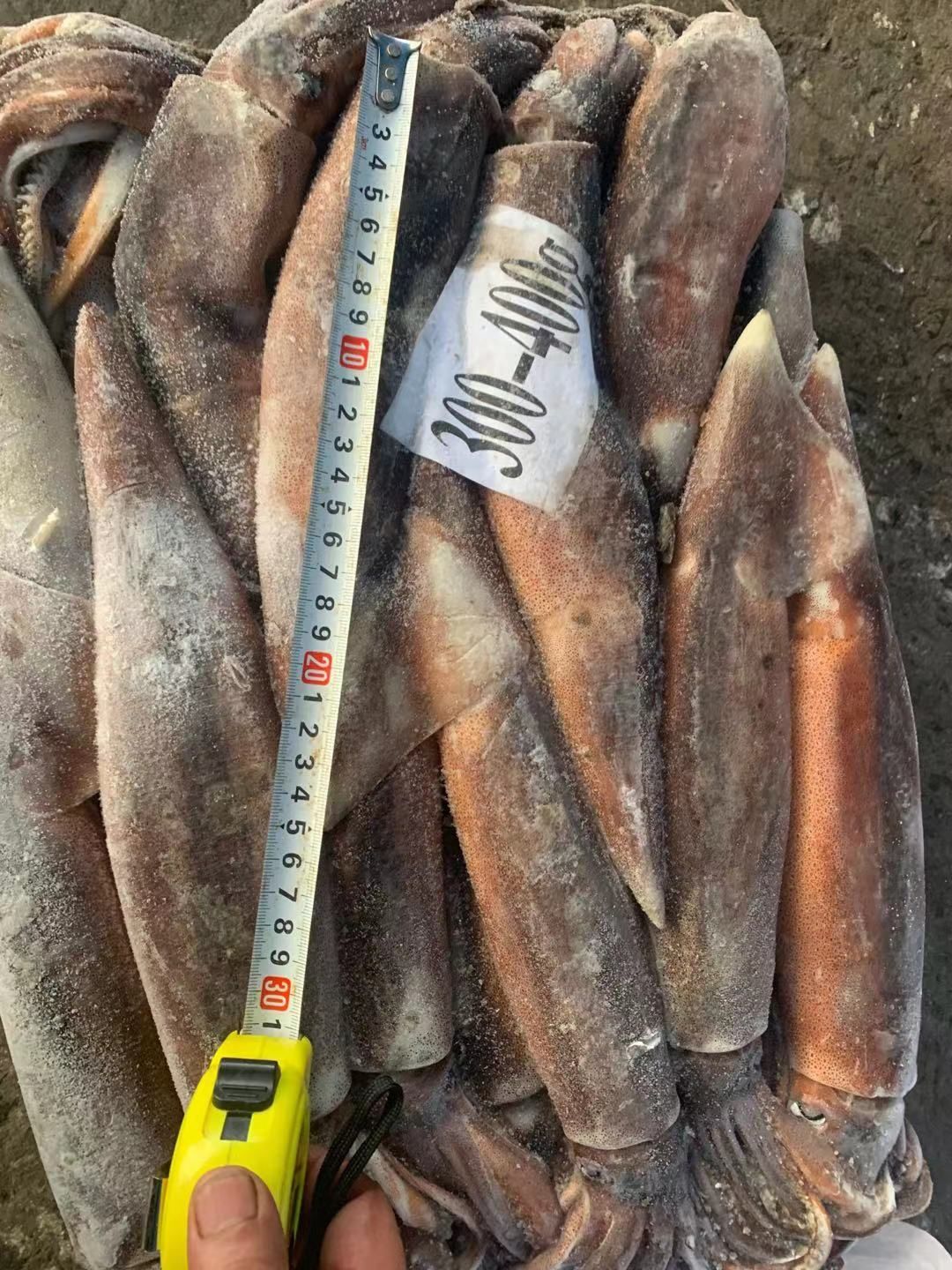  鱿鱼 船冻鱿鱼 阿根廷鱿鱼 300-400g/条