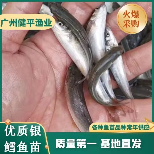 广州优质银鳕鱼苗