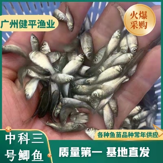广州中科3号鲫鱼苗  中科三号鲫鱼苗 鲫鱼水花 健康种苗