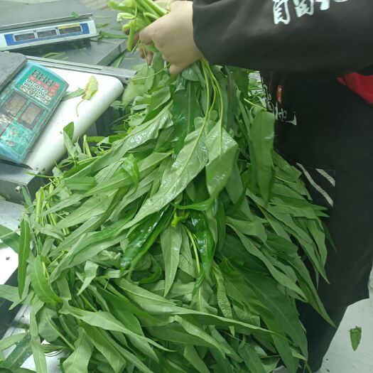 上海 精品空心菜，本地干空心菜（基地常年供应各种蔬菜）