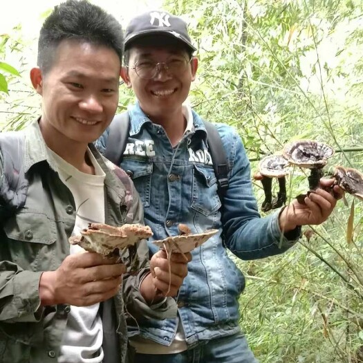 隆林县广西黑灵芝