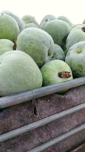 莘县 一串铃小冬瓜