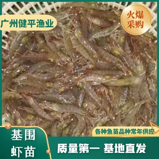 广州沙虾苗 基围虾苗