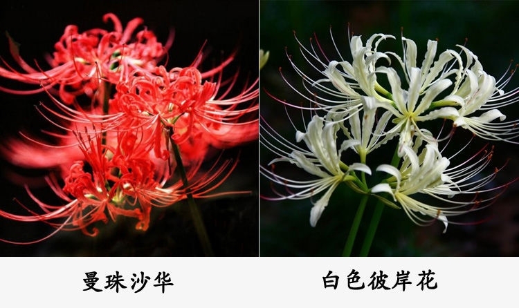 石蒜种子  彼岸花种子曼珠沙华绿植盆栽彼岸花种球石蒜花室内室