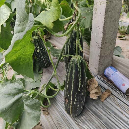 新乐市 甜瓜种植基地 甜瓜 博洋9 博洋系列 博洋甜瓜