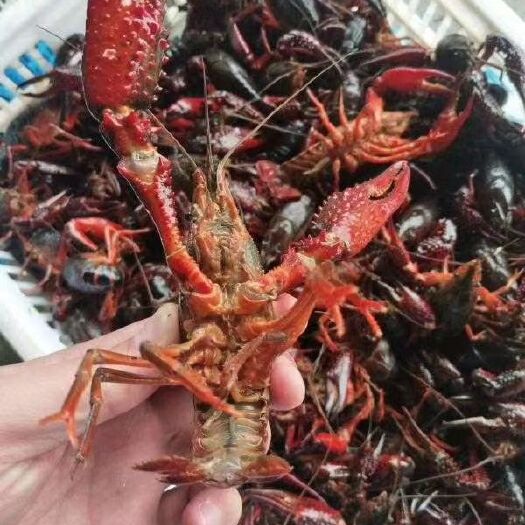 武汉 湖北小龙虾养殖批发线下8年鲜活小龙虾全规格基地大量批发