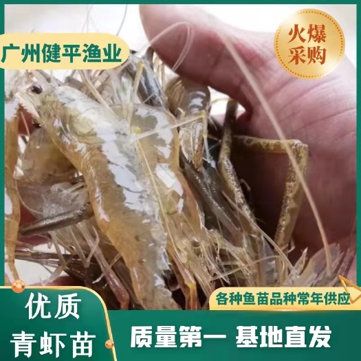 草虾苗 青虾苗 易养殖 鱼虾混养技术指导