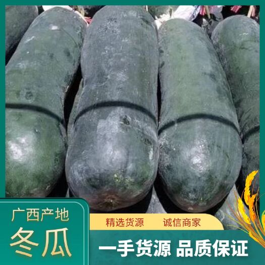 博白县黑皮冬瓜  广西黑皮大冬瓜  产地直购 有回程车