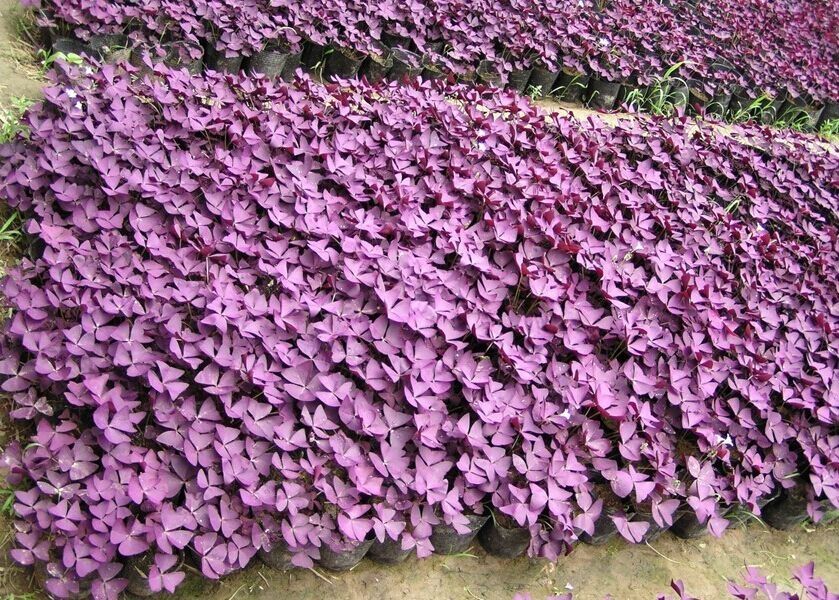 紫叶草紫蝴蝶 紫叶酢浆草种球种子 红花白花三叶草幸运草盆栽