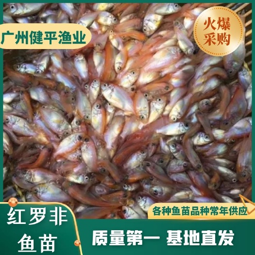 广州红罗非鱼苗 红罗非水花 彩虹雕