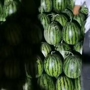 保定甜王西瓜  河北西瓜大量上市