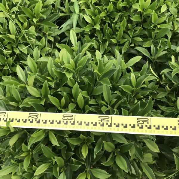 广东非洲茉莉球 灰莉球 高度：60-150cm