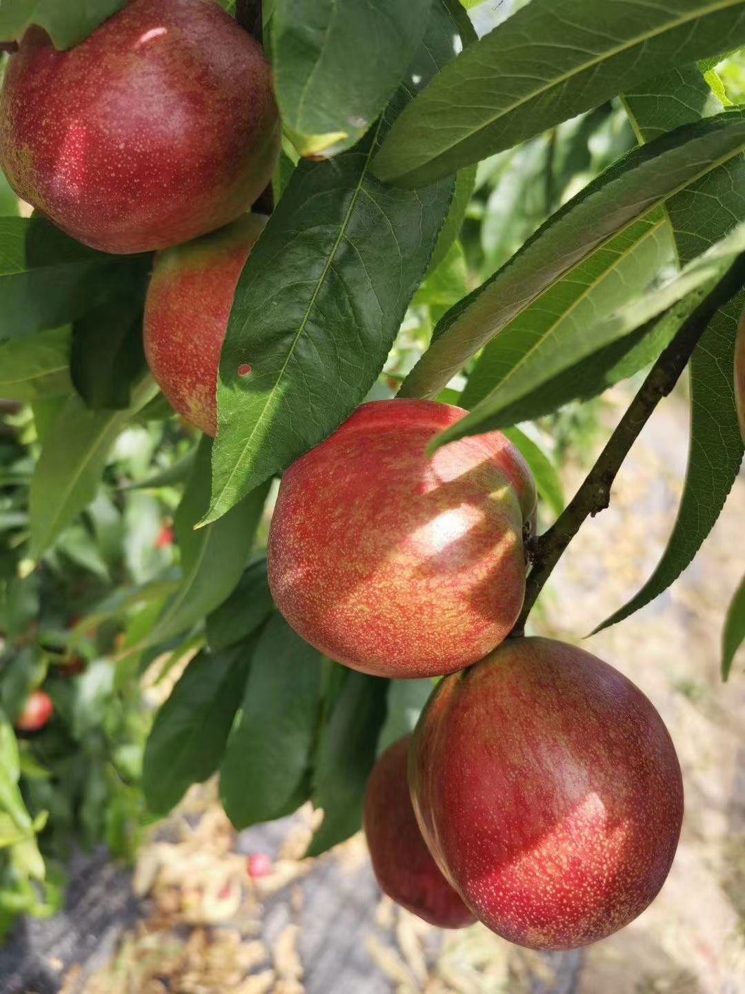 中油5，中油16，红不软毛桃个头均匀颜色鲜亮无虫眼，口感脆甜