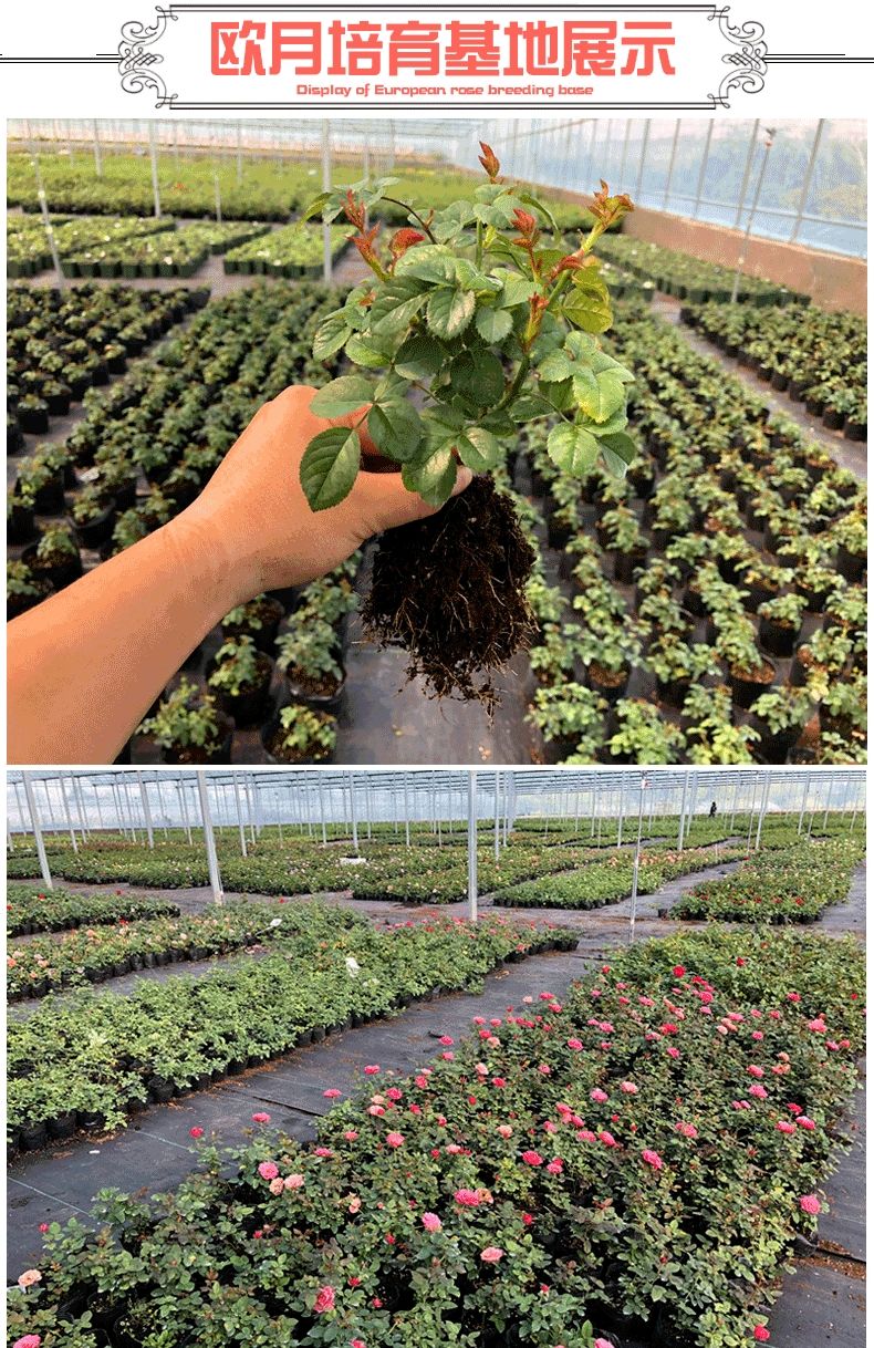 藤本月季欧月玫瑰爬藤蔷薇花苗植物花卉多季开花盆栽耐寒耐热花卉
