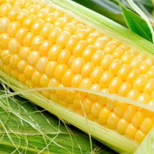 朝阳 预售辽宁粘糯玉米。7月份成熟，1000000珠