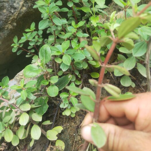 个旧市石蝉草  Ys鲜货！