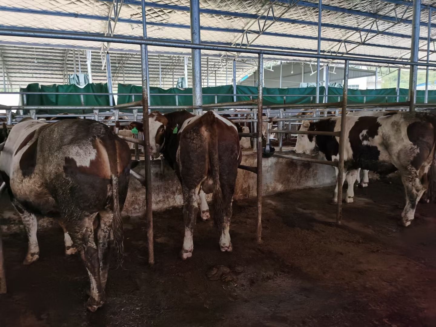 长年出售西门塔尔牛，肉牛犊，价格便宜免费送货欢迎大家选购好牛
