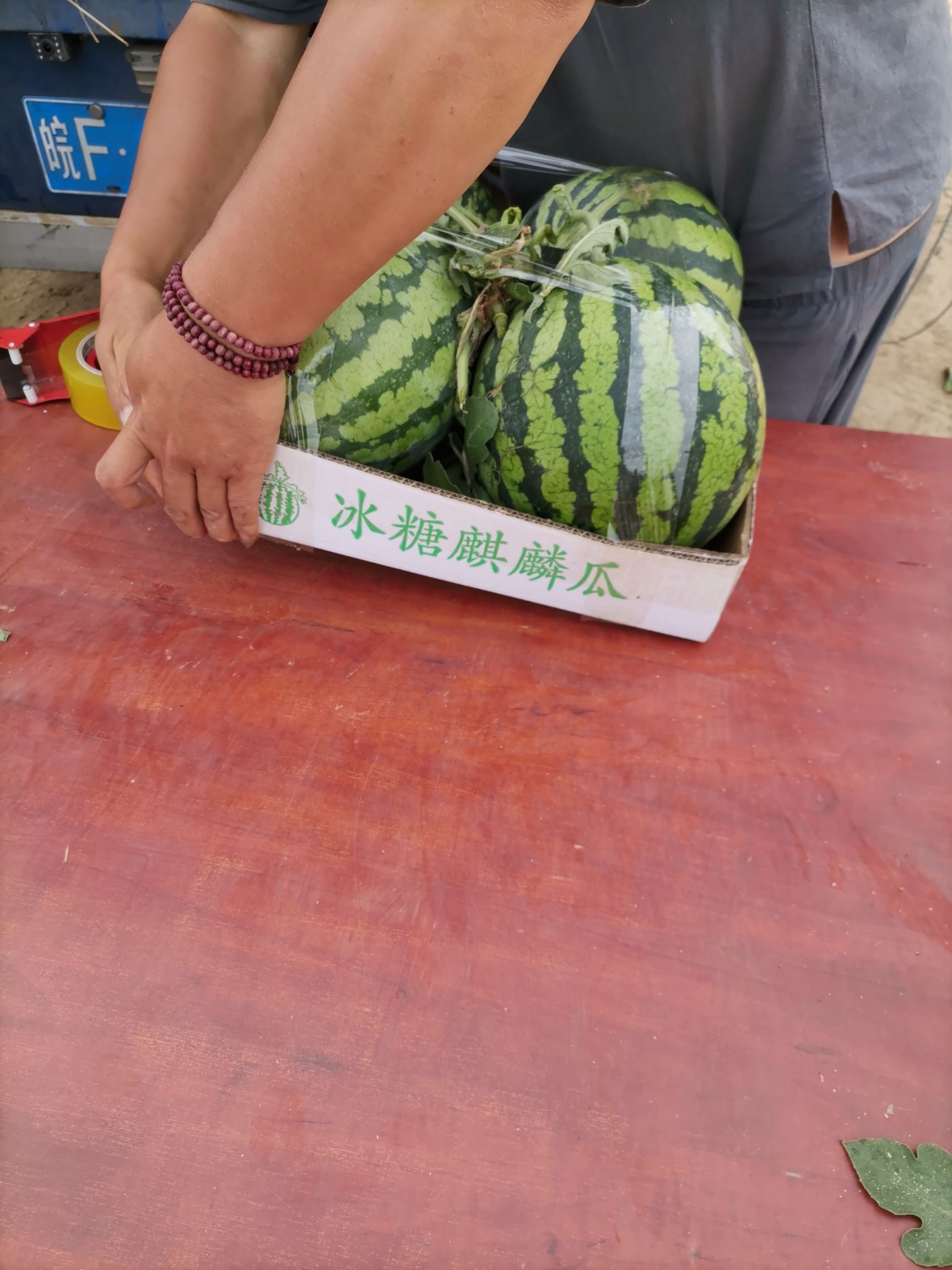 8424西瓜 河南省周口市沈丘县 1茬 地头通货