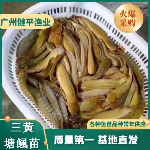 广州埃及塘鲺  塘鲺 埃及 三黄塘鲺 塘角鱼 高品质 易养殖