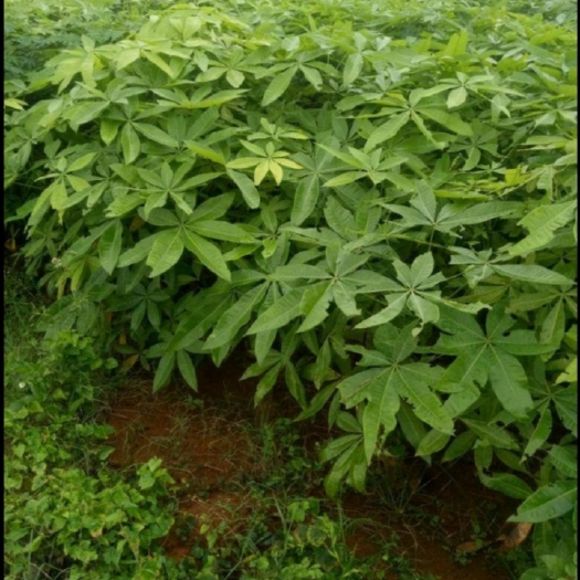 湛江发财树头仔 