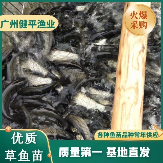 广州草鱼苗  草鱼苗 （草鱼水花苗）全线疫苗防御 健康种苗