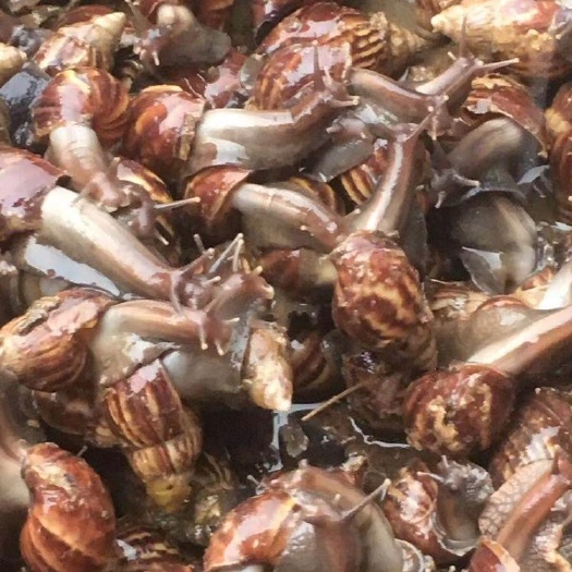 阳春市黑肉东风螺