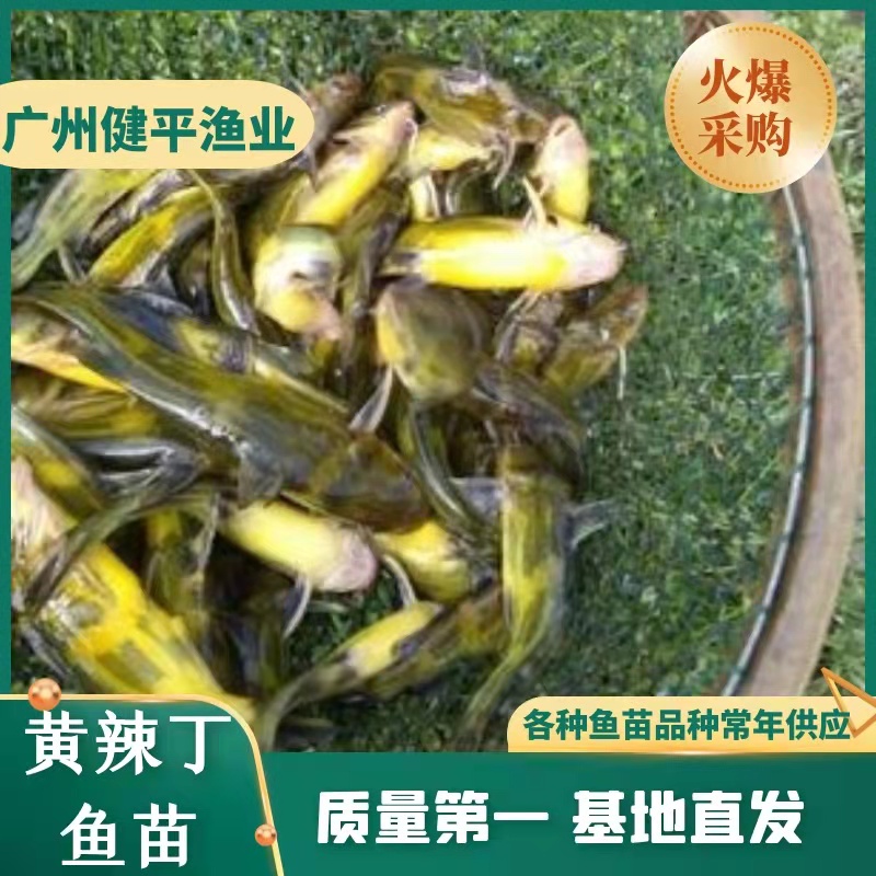 黄颡鱼苗 黄辣丁鱼苗 黄骨鱼苗