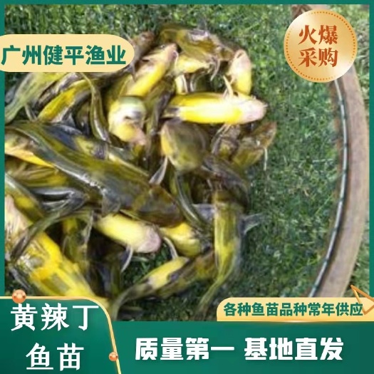 广州黄颡鱼苗 黄辣丁鱼苗 黄骨鱼苗