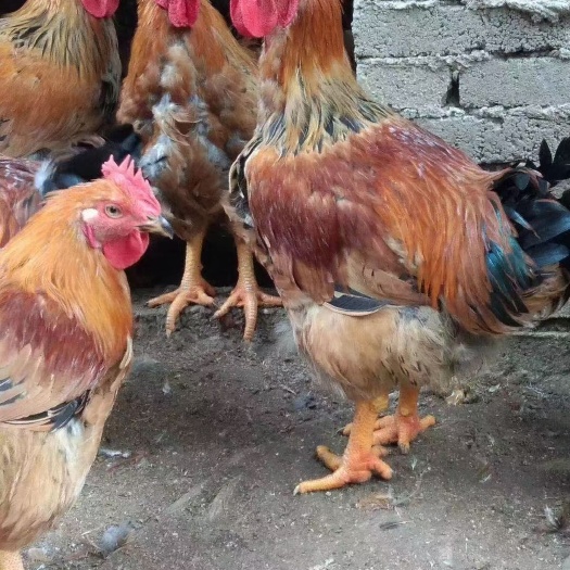 衡阳K9鸡苗 K901肉鸡出壳苗882麻黄鸡苗 质量优良